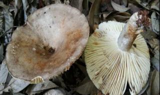 毒蘑菇显卡测试网站 毒蘑菇显卡测试网站