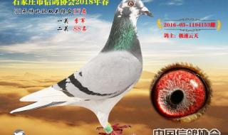 石家庄信鸽协会 石家庄信鸽协会