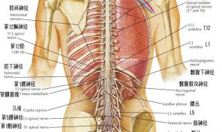 五脏六腑器官分布图 五脏六腑器官分布图