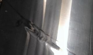 压伤是什么 压伤是什么