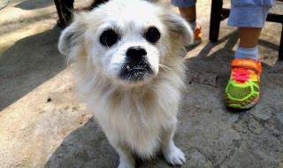 我这有小狗 我这有小狗