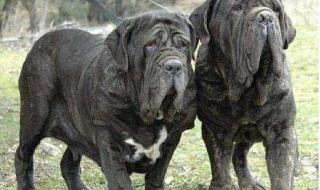 意大利那不勒斯 意大利那不勒斯