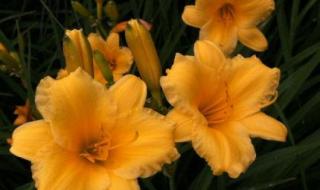 忘忧草代表什么意思