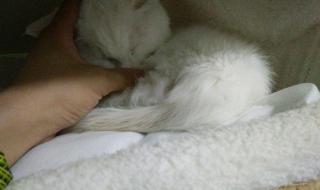 宠物店买一只猫多少钱 宠物店买一只猫多少钱