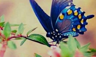 双双化成彩蝶的是 双双化成彩蝶的是